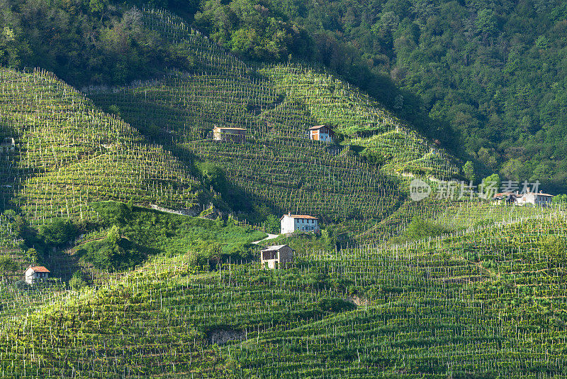 Col San Martino - Farra di Soligo